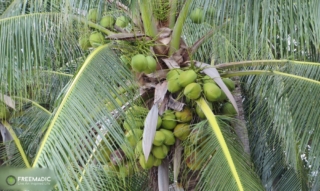 freemadic_anthong_samui_coconuts